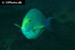 acanthurus xanthopterus acanthurus xanthopterus