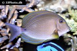 acanthurus xanthopterus acanthurus xanthopterus