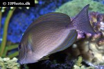 acanthurus xanthopterus acanthurus xanthopterus