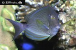acanthurus xanthopterus acanthurus xanthopterus