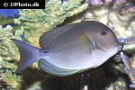 acanthurus xanthopterus acanthurus xanthopterus