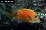 ctenochaetus binotatus ctenochaetus binotatus