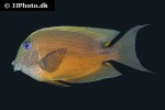 ctenochaetus binotatus ctenochaetus binotatus