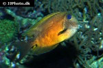 ctenochaetus binotatus ctenochaetus binotatus