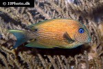 ctenochaetus binotatus ctenochaetus binotatus