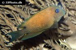 ctenochaetus binotatus ctenochaetus binotatus