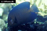 ctenochaetus hawaiiensis ctenochaetus hawaiiensis