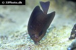ctenochaetus hawaiiensis ctenochaetus hawaiiensis