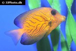 ctenochaetus hawaiiensis ctenochaetus hawaiiensis