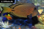 ctenochaetus striatus ctenochaetus striatus