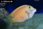 ctenochaetus strigosus ctenochaetus strigosus
