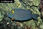 ctenochaetus strigosus ctenochaetus strigosus