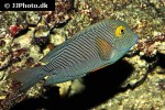 ctenochaetus strigosus ctenochaetus strigosus