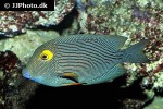 ctenochaetus strigosus ctenochaetus strigosus