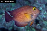 ctenochaetus strigosus ctenochaetus strigosus