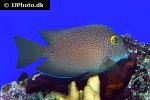 ctenochaetus strigosus ctenochaetus strigosus