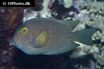 ctenochaetus strigosus ctenochaetus strigosus