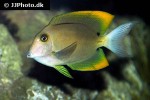 ctenochaetus tominiensis ctenochaetus tominiensis