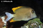 ctenochaetus tominiensis ctenochaetus tominiensis