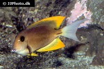 ctenochaetus tominiensis ctenochaetus tominiensis