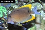 ctenochaetus tominiensis ctenochaetus tominiensis