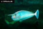 naso annulatus naso annulatus