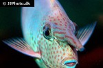 naso annulatus naso annulatus