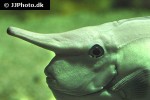 naso annulatus naso annulatus