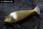 naso annulatus naso annulatus