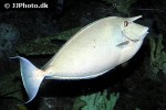 naso annulatus naso annulatus