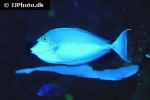 naso brevirostris naso brevirostris