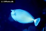 naso brevirostris naso brevirostris