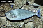 naso brevirostris naso brevirostris