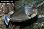 naso brevirostris naso brevirostris