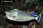 naso brevirostris naso brevirostris