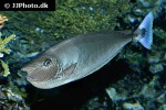 naso brevirostris naso brevirostris