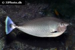 naso brevirostris naso brevirostris