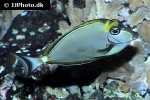 naso elegans naso elegans