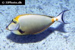 naso elegans naso elegans