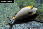 naso elegans naso elegans