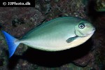 naso hexacanthus naso hexacanthus
