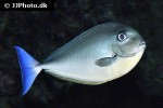 naso hexacanthus naso hexacanthus