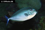 naso hexacanthus naso hexacanthus