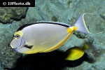 naso lituratus naso lituratus