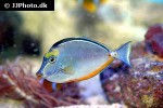 naso lituratus naso lituratus