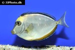 naso lituratus naso lituratus