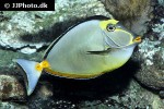 naso lituratus naso lituratus