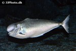 naso tonganus naso tonganus