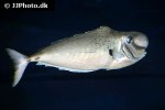 naso tonganus naso tonganus
