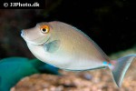 naso unicornis naso unicornis